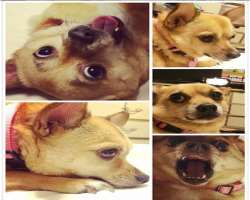 Reid has unconditional love for animals. He has adopted many of them such as cat, dog, and frog and many more; he named his dogs Sunshine and Bulba.